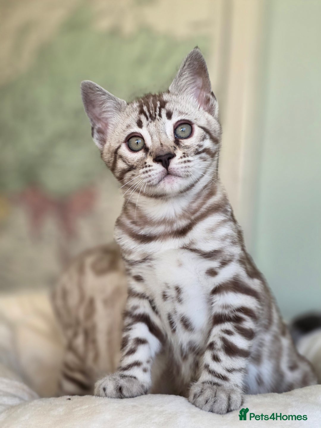 Bengal cats for sale: ❄️ Gorgeous Snow and Charcoal Bengals ❄️  - Advert 22