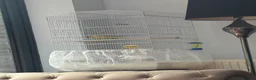 Canaries birds for sale: Canary birds  in London - Advert 5