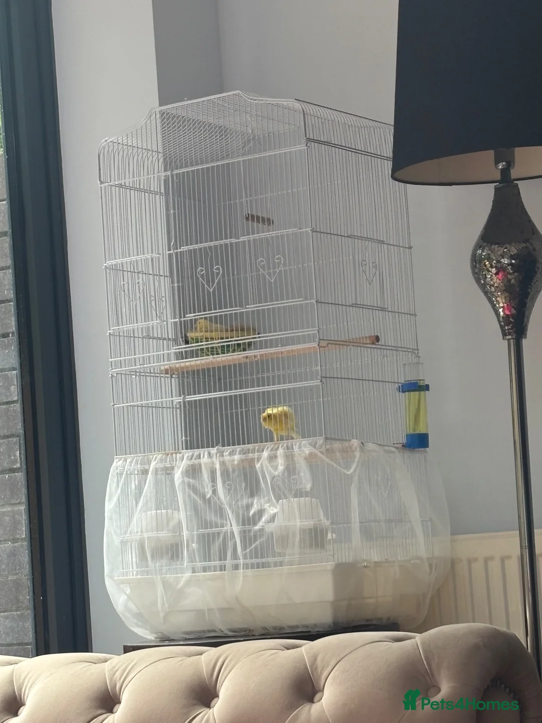 Canaries birds for sale: Canary birds  in London - Advert 5
