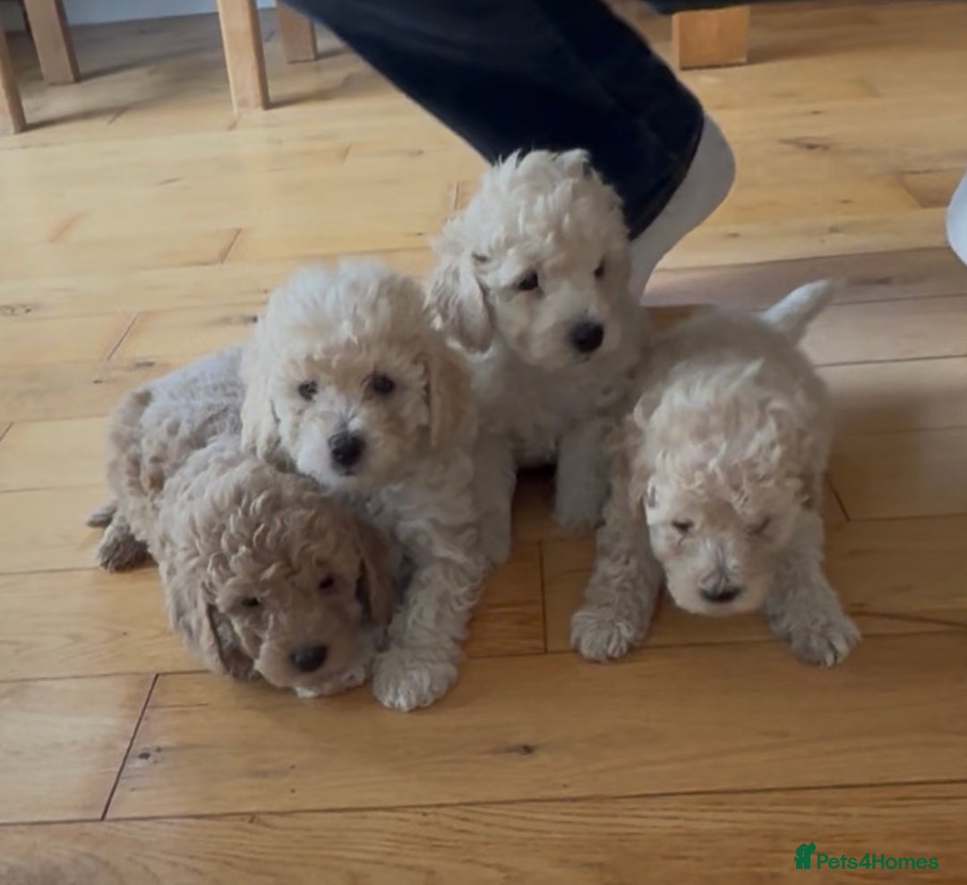 Poochon dogs for sale: Tiny farm bred teddy bear bundles of fun !  - Image 17