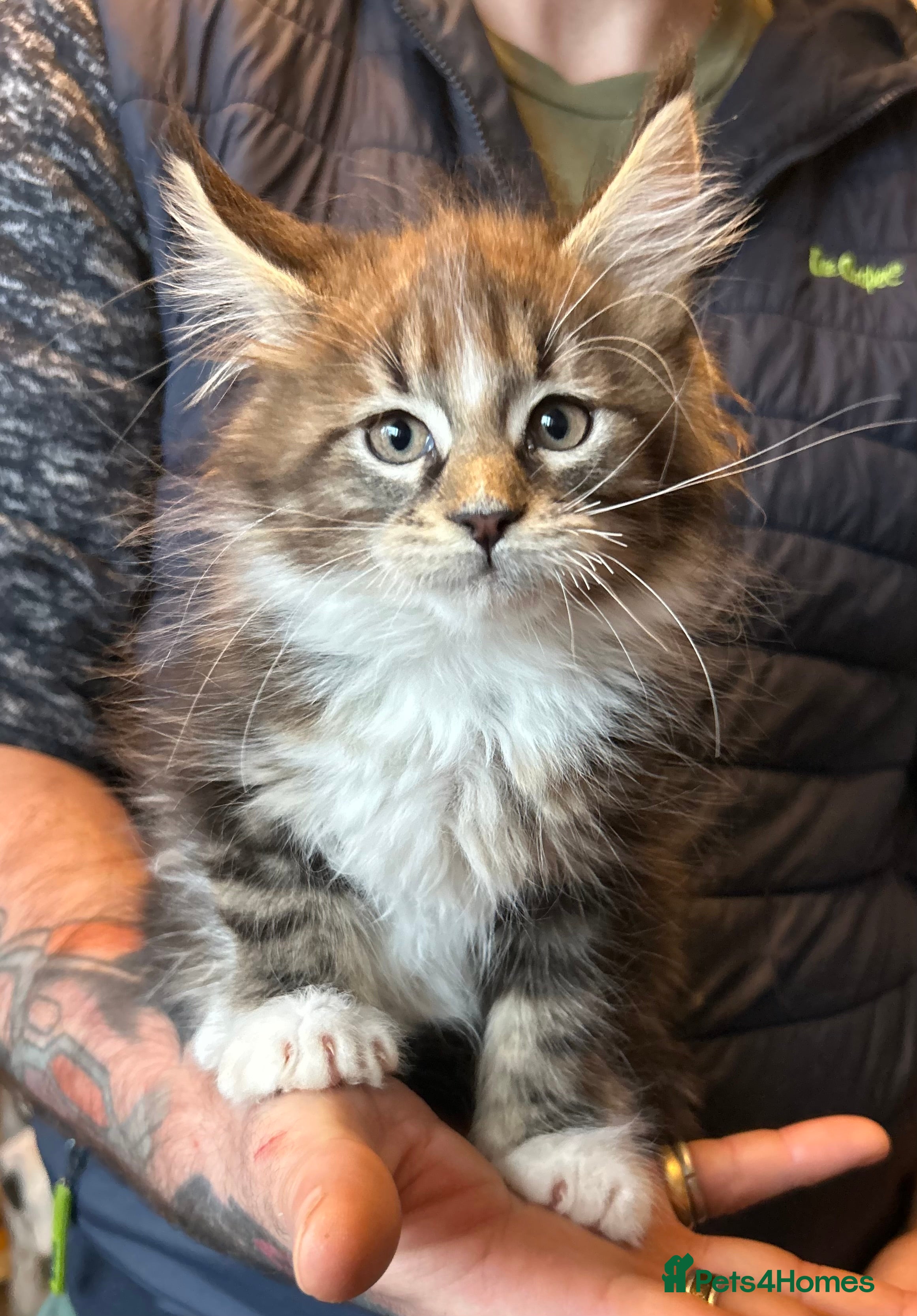 Maine Coon cats TICA Registered Maine Coon Kittens.  READY NOW  - Advert 10