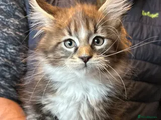 Maine Coon cats TICA Registered Maine Coon Kittens. READY NOW - Advert 10