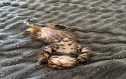 Bengal cats for sale: ✨Full Breed Bengal girl✨ - Image 6