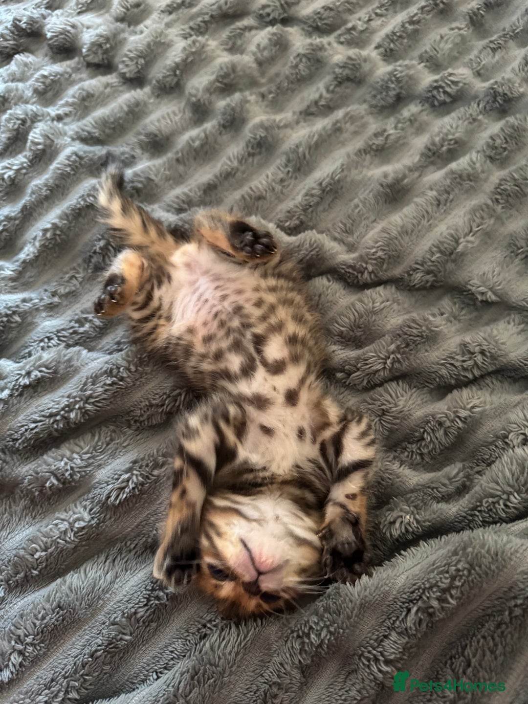 Bengal cats for sale: ✨Full Breed Bengal girl✨ - Image 6