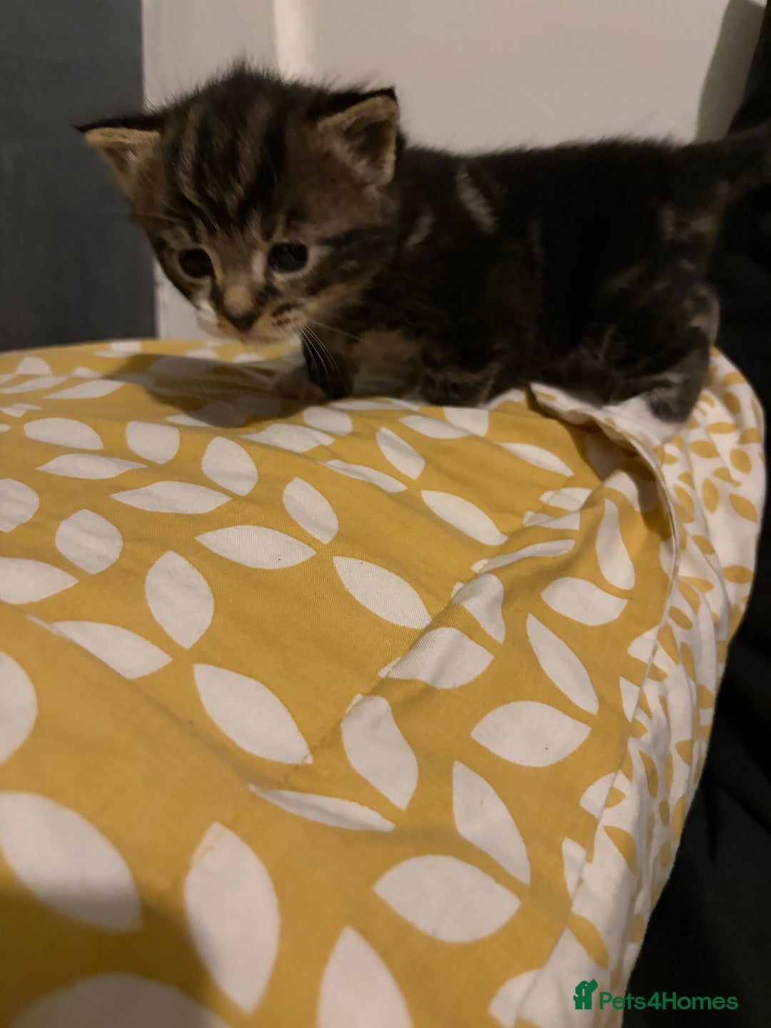 Ragdoll cats for sale: Kitten for sale  - Advert 3