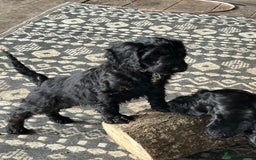 Cockapoo dogs for sale: Cockapoos puppies  - Image 1