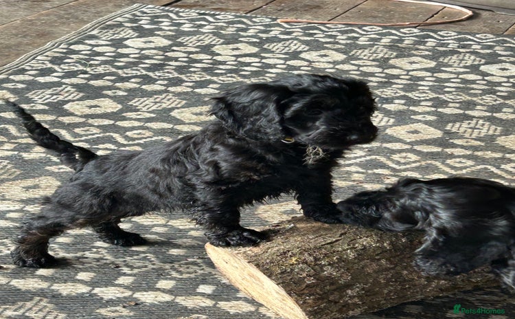 Cockapoo dogs - Advert 8