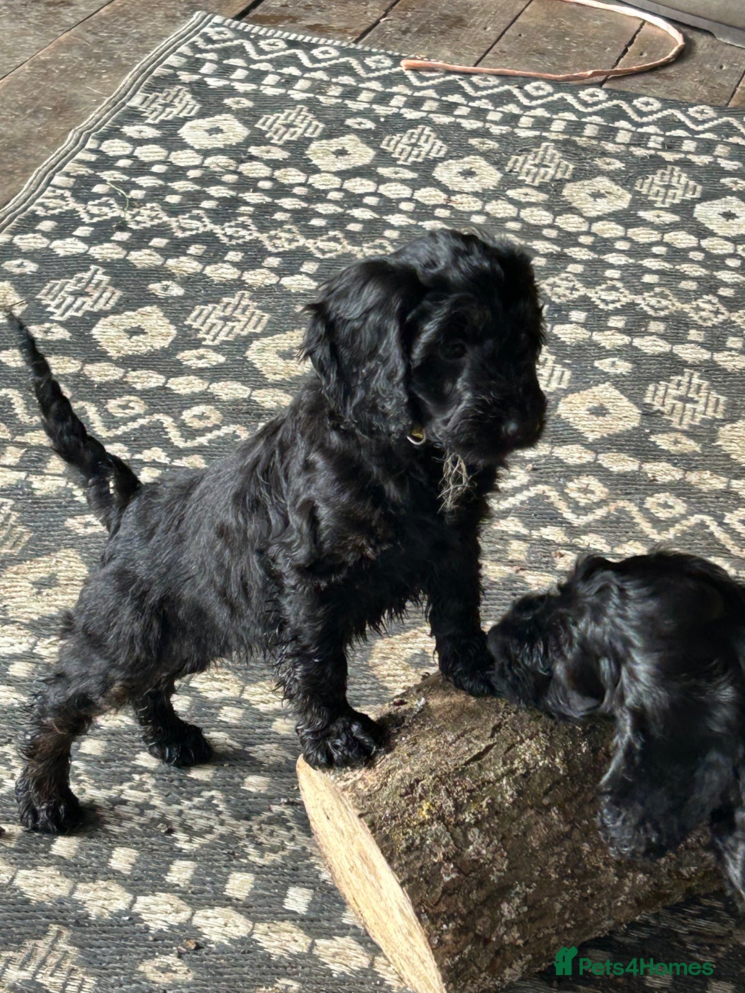 Cockapoo dogs for sale: Cockapoos puppies  - Image 1