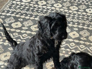 Cockapoo dogs for sale - Advert 1