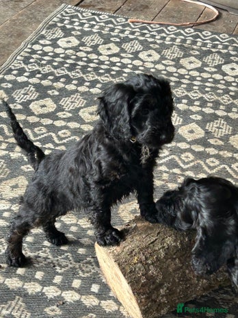 Cockapoo dogs - Advert 8