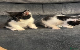 Turkish Angora cats for sale: Kittens ❤️ - Image 6