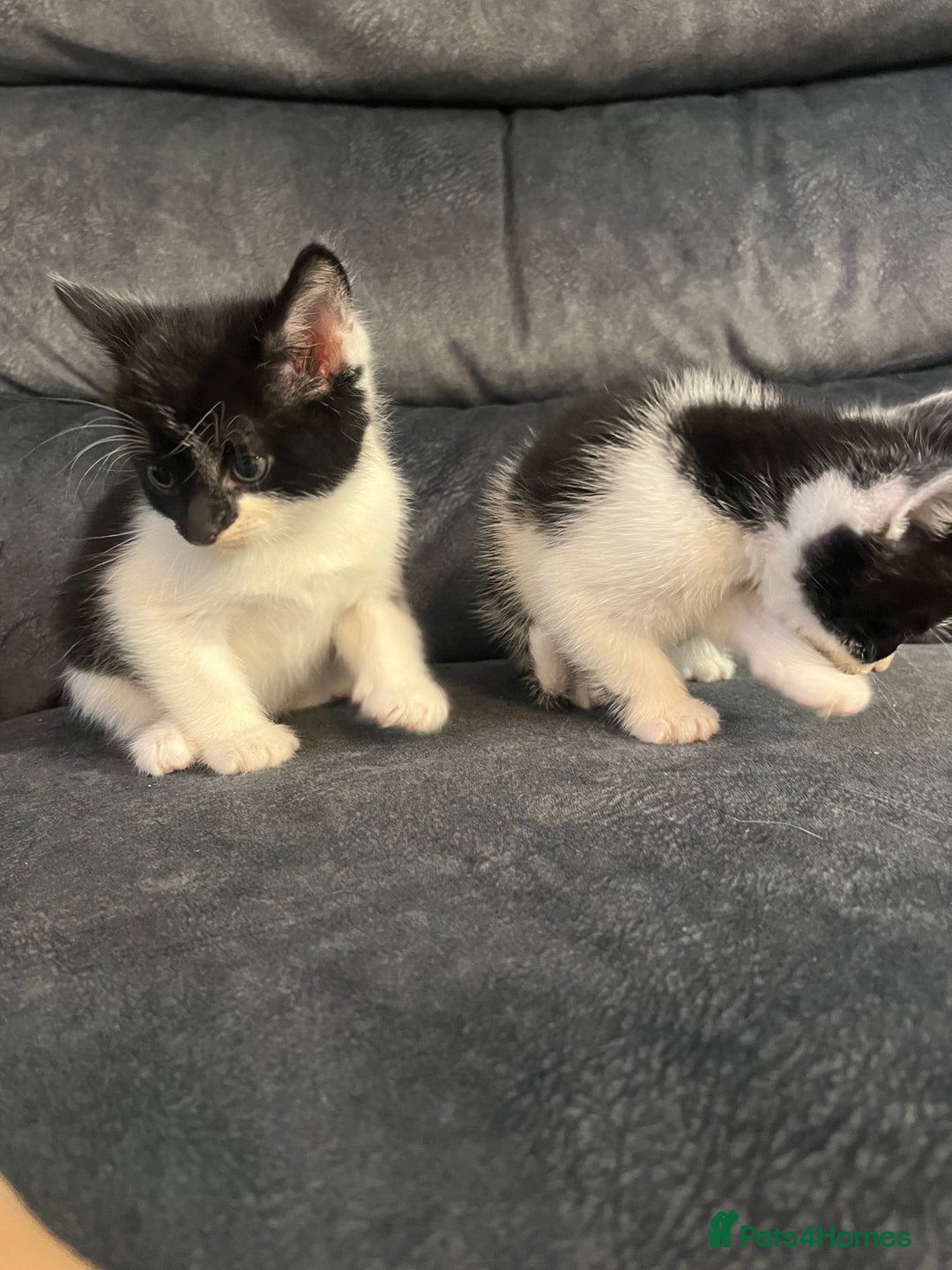 Turkish Angora cats for sale: Kittens ❤️ - Image 6