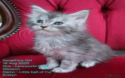 Maine Coon cats for sale: HIGH SILVER EHITE  GIRL ✨TICA REG BREEDER - Image 34