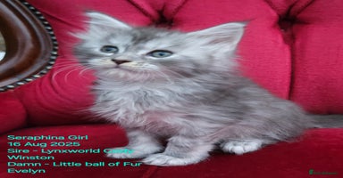 Maine Coon cats - Advert 10