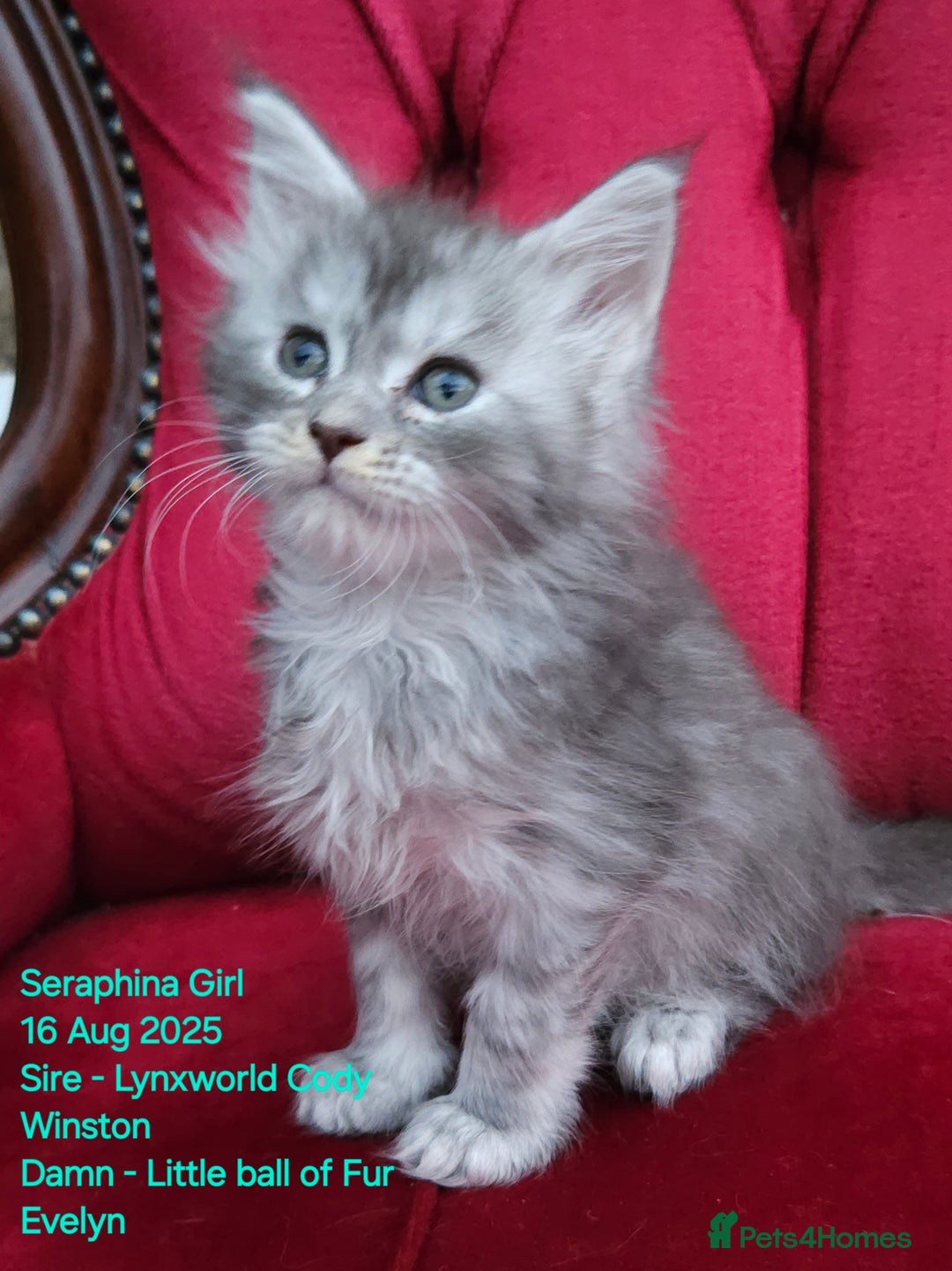 Maine Coon cats for sale: HIGH SILVER EHITE  GIRL ✨TICA REG BREEDER - Image 34