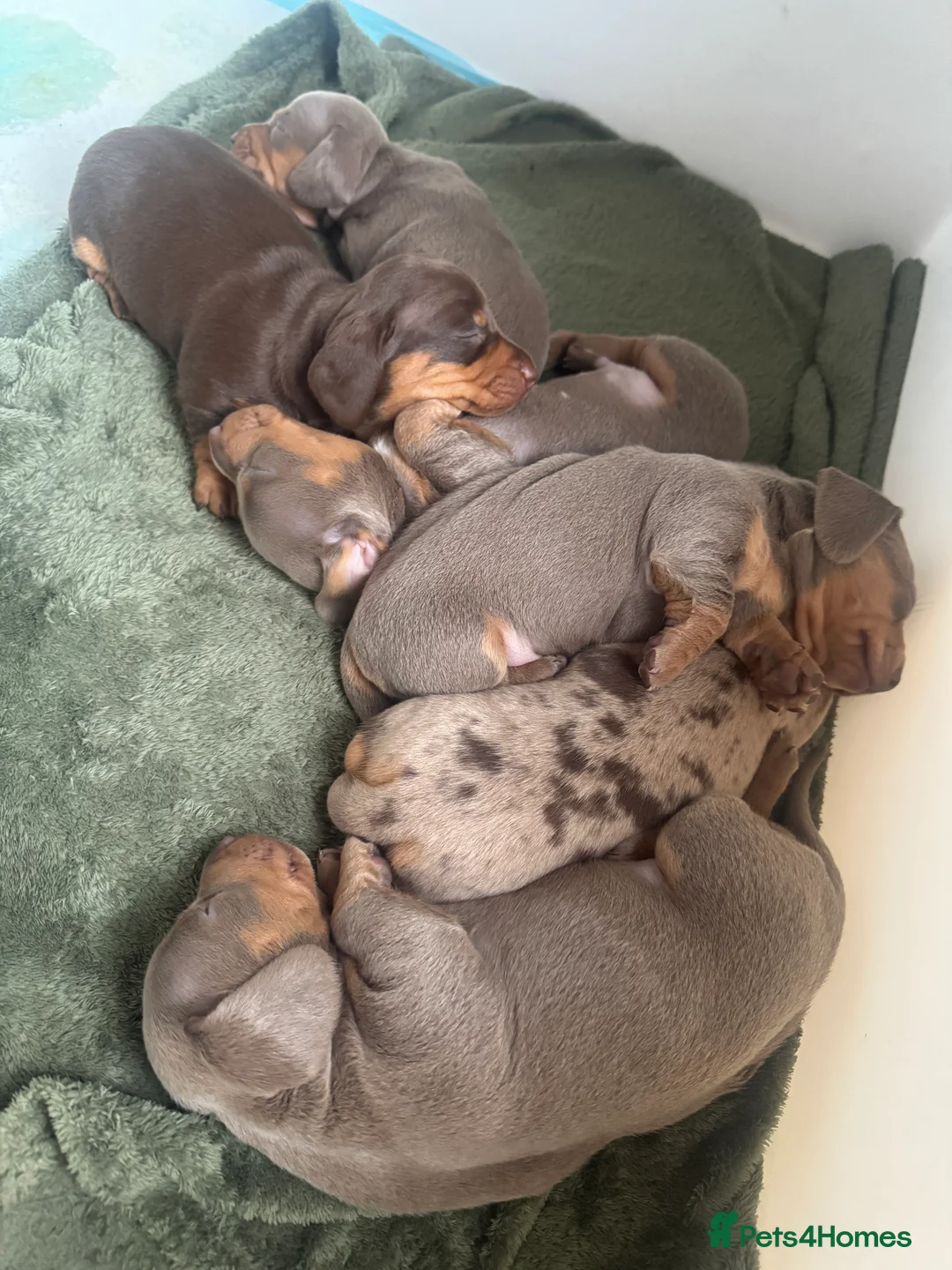 Miniature Dachshund dogs for sale: 2 beautiful Isabella and tan mini dachshunds  - Advert 8