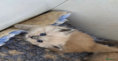 Ragdoll cats - Advert 15