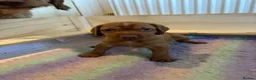 Hungarian Vizsla dogs for sale: Non registered Wire haired Hungarian vizsla pups in Barnsley - Advert 5