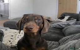 Miniature Dachshund dogs for stud: Stud Available  - Image 3