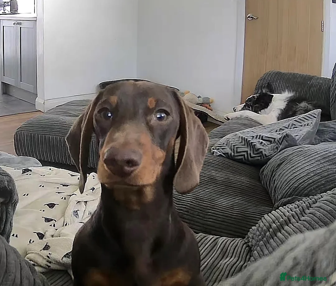 Miniature Dachshund dogs for stud: Stud Available  - Advert 2