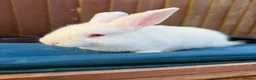 Mini Lop rabbits for sale: 3 x Mini Lop X angora Boys available to leave - Advert 6