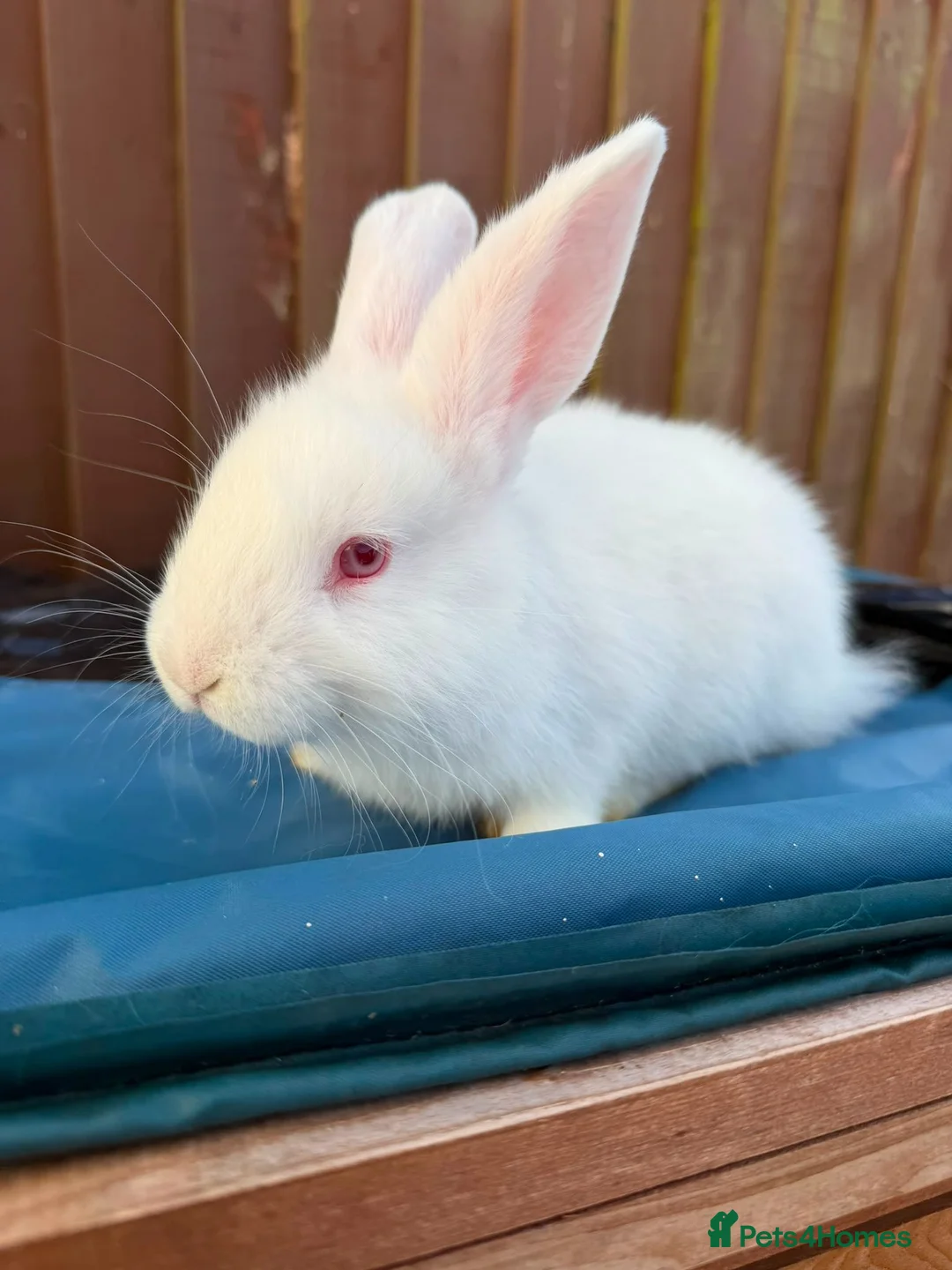 Mini Lop rabbits for sale: 3 x Mini Lop X angora Boys available to leave - Advert 6