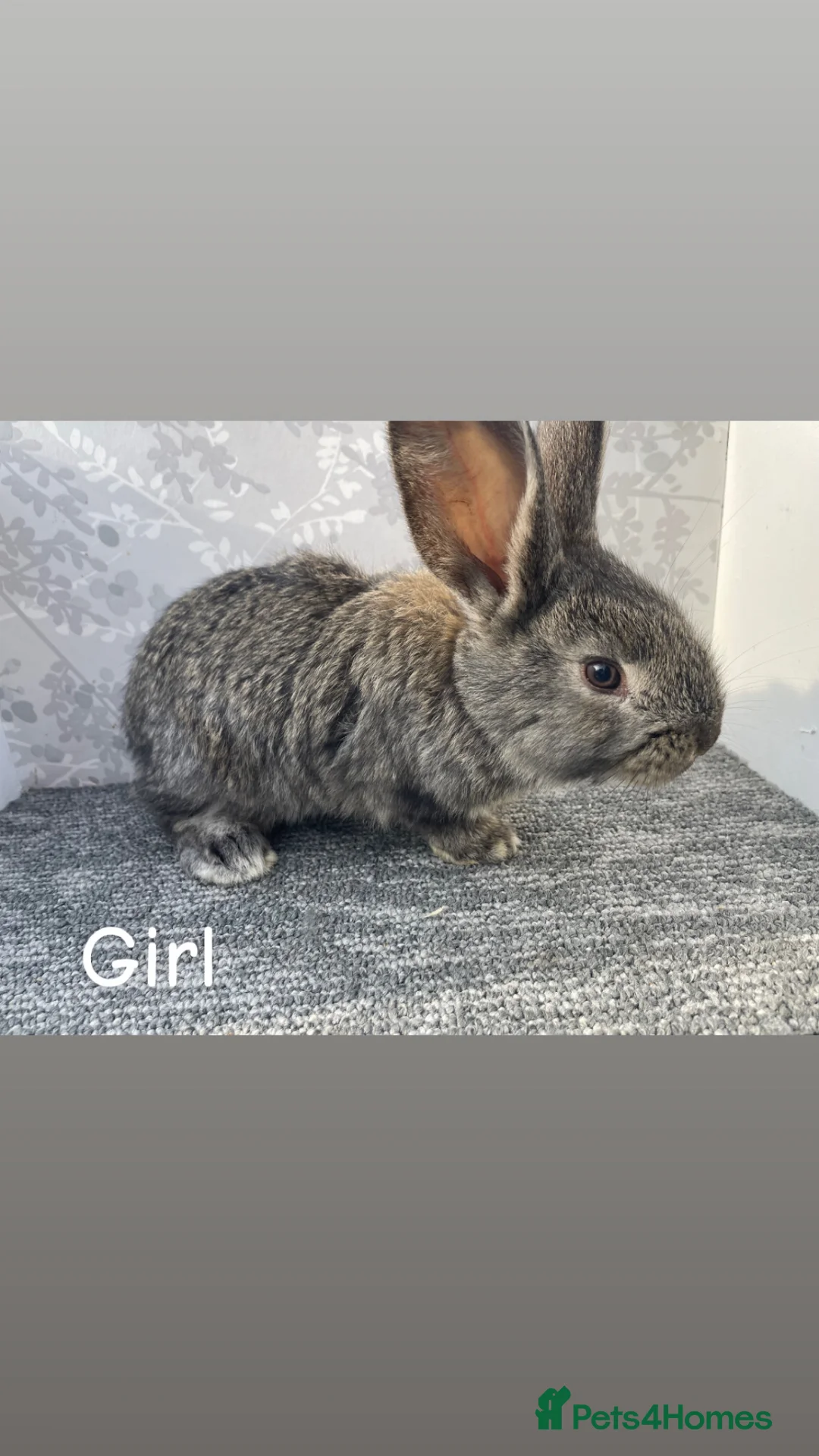 Continental Giant rabbits for sale: Continental giant babies - Advert 2