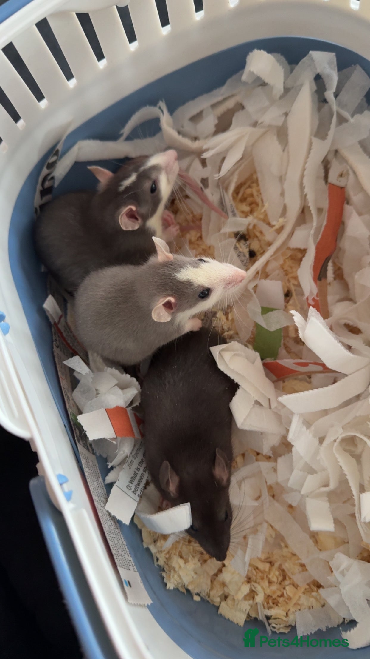 Rat rodents 4 female rats  - Advert 1