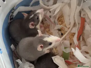 Rat rodents 4 female rats - Advert 1