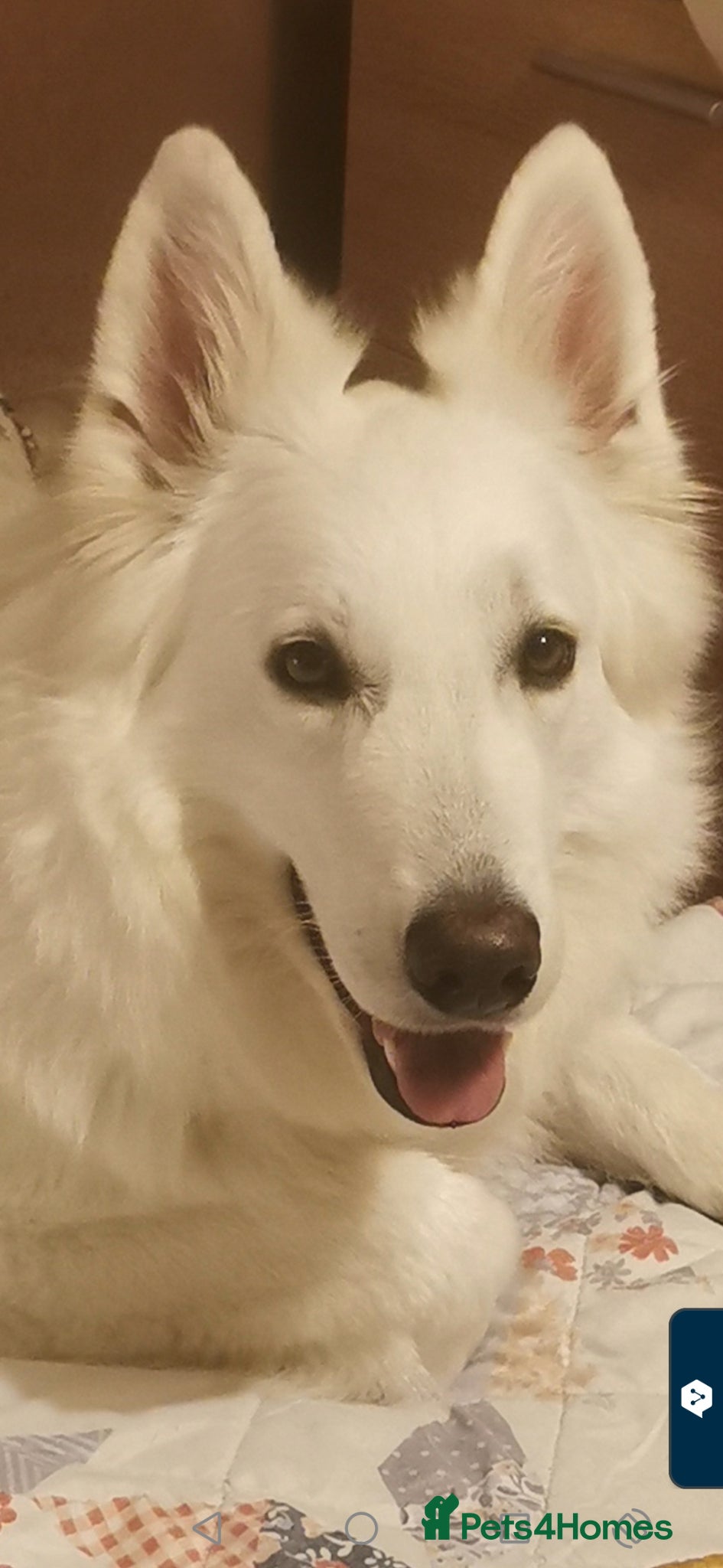 White Swiss Shepherd dogs White Swiss Shepherd  Looking for a Forever Home - Advert 12