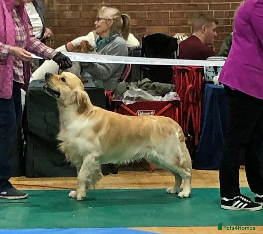 Golden Retriever dogs for stud: Cesarka Golden Retrievers in Conwy - Advert 4