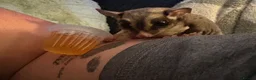 Sugar Glider rodents for sale: 2 female sugar gliders in York - Advert 3