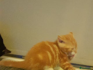 Mixed Breed cats Little boy - Advert 2