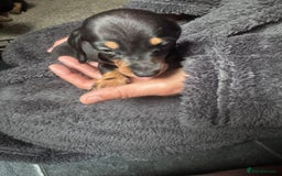 Dachshund dogs for sale: Ready to leave last 4 available  - Image 4