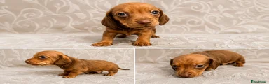 Miniture Dachshund 2