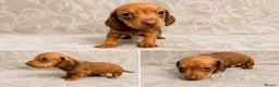 Dachshund dogs for sale: Beautiful miniature dachunds (Home Raised) - Advert 12