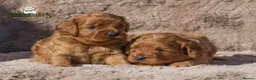 Cavapoo dogs for sale: Donna Jay’s Celebrity K9s   - Advert 6
