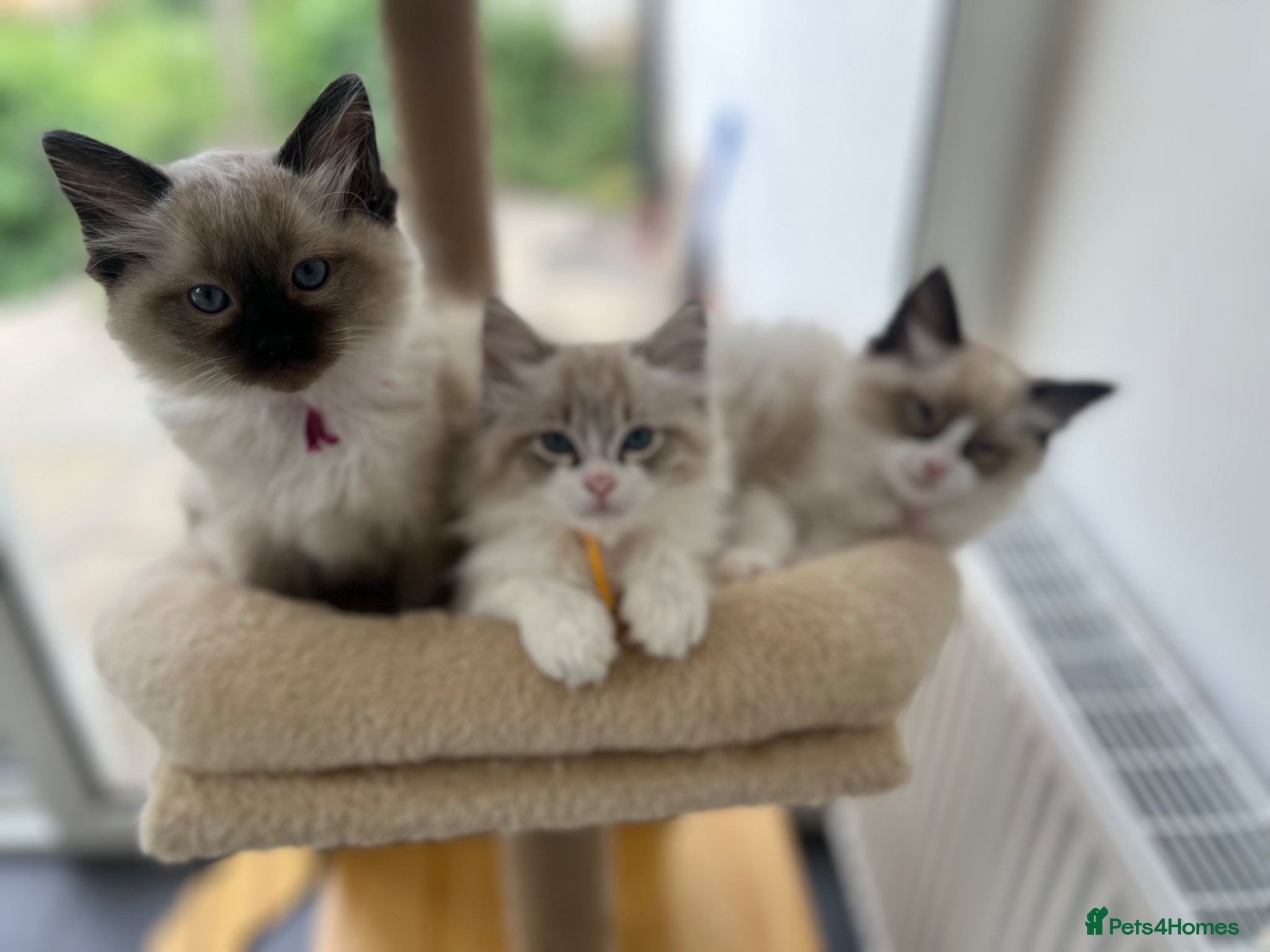 Ragdoll cats Pedigree Ragdoll Kittens GCCF  - Advert 2