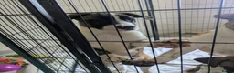 Mixed Breed dogs for sale: American bulldog x Belgian Malinois  - Advert 3