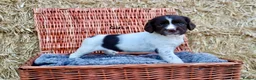 English Springer Spaniel dogs for sale: 1 boy left. Heath Tested Springer Spaniel Pups - Advert 29