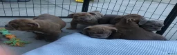 English Bulldog dogs for sale: Beautiful litter of English/British Bulldogs - Advert 9