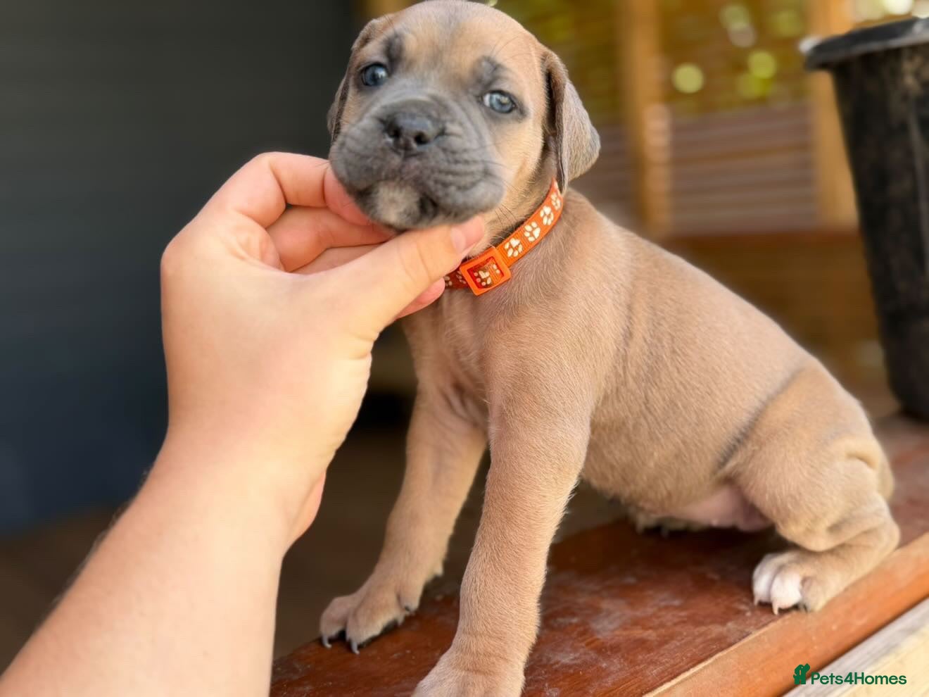 Cane Corso dogs Stunning cane corso 🐶 - Advert 1