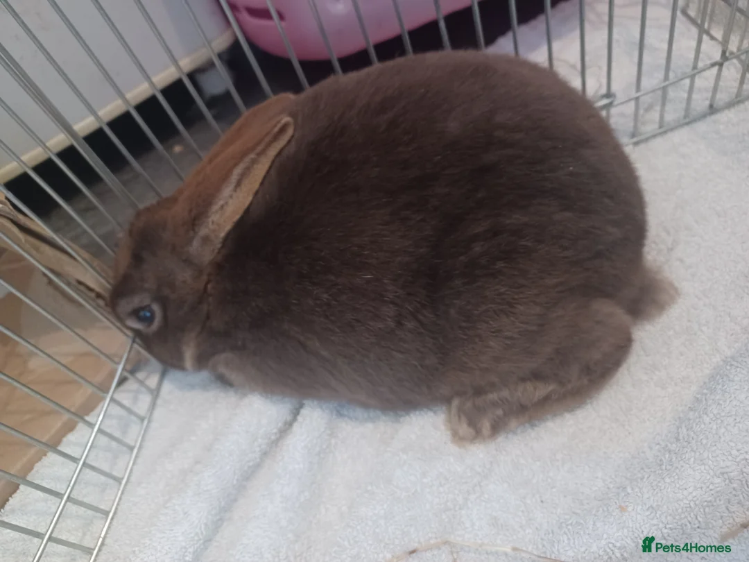 Rex rabbits for sale: 2 beautiful male rex rabbits in Leighton Buzzard - Advert 5