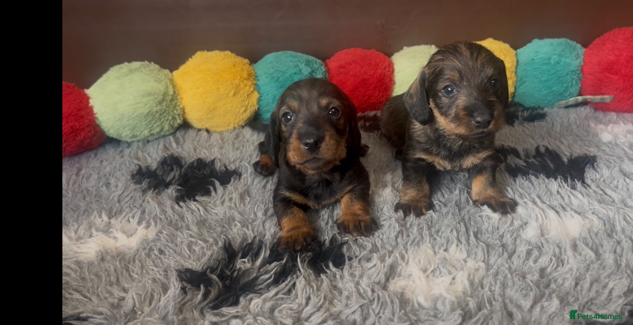 Dachshund dogs Wire- haired dacshund puppies  - Advert 2