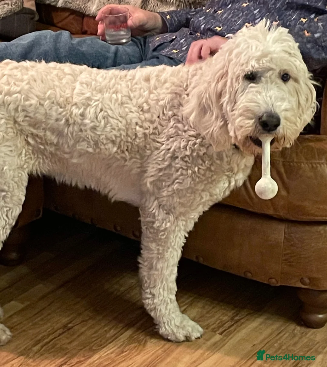 Goldendoodle dogs for sale: Goldendoodle F1b - Advert 1