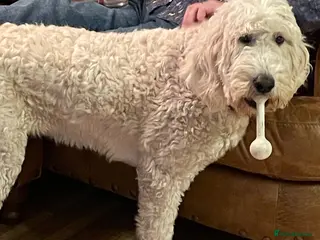 Goldendoodle dogs Goldendoodle F1b - Advert 7
