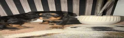 Cocker Spaniel dogs for sale: Cocker Spaniel Puppies  in Ashford - Advert 9