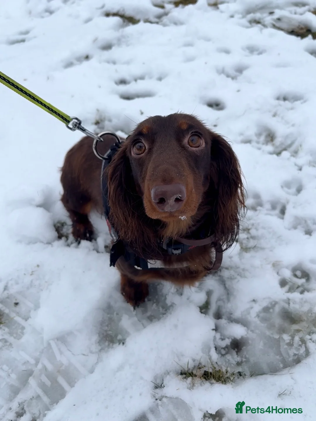 Dachshund dogs for sale: Long Haired Dachshund in Whitchurch - Advert 6