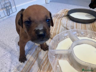 Rhodesian Ridgeback dogs * CUTENESS ALERT * READY END OF JANUARY - Advert 1