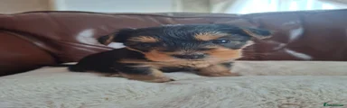 Puppy 4